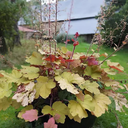 Reveries Aux Corbieres, Jusqu'a 6 Personnes Saint-Thomas-de-Courceriers